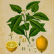 Illustration for article titled Organic Essential Oils And Also Their Advantagesem/em